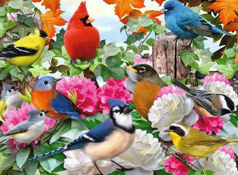Oiseaux de jardin | 500 mcx
