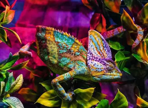 Animaux colorés : Caméléon | 500 mcx
