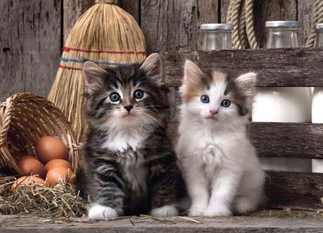 Mignons chatons | 1000 mcx