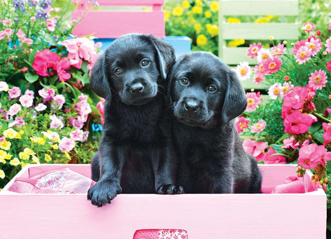 Labradors noirs dans une boite rose | 500XL mcx