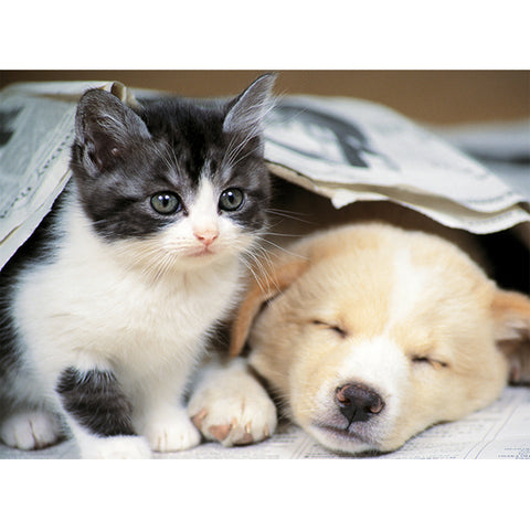 Réveille-toi | 500 mcx