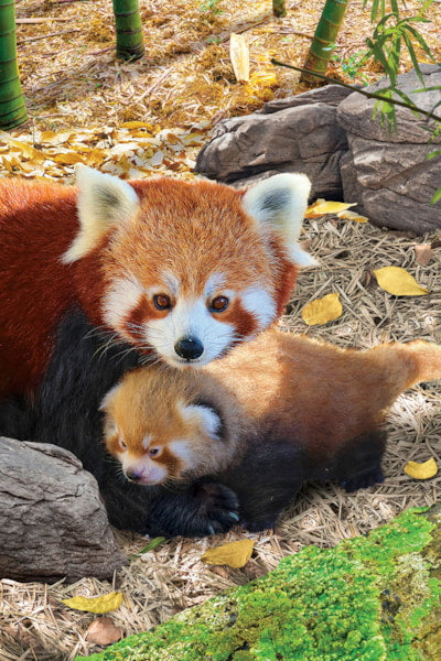 Collection Sauver la planète - Panda roux | 250 mcx