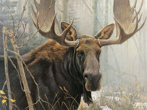 Bull Moose | 500XL mcx