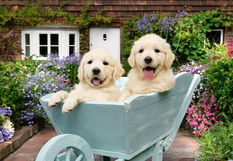 Golden Retriever | 200XL mcx