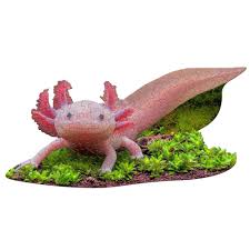 Je suis le p'tit axolotl | 100 mcx