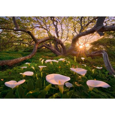 Magic Forest - Calla Clearing | 1000 pcs