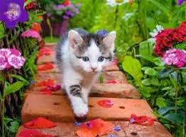 Chaton du jardin | 500 mcx