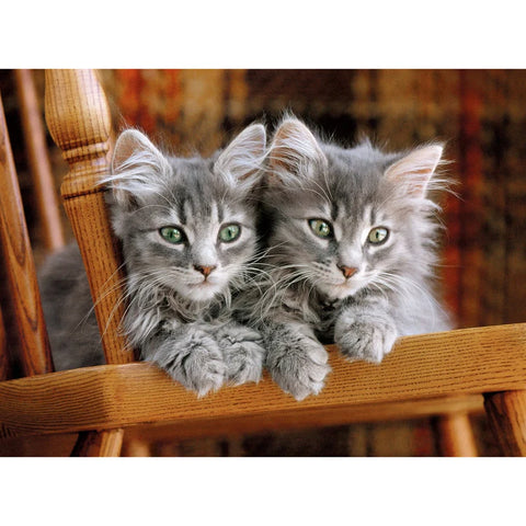 Chatons | 500 mcx