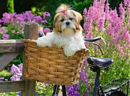 Petit chien mignon | 100XL mcx