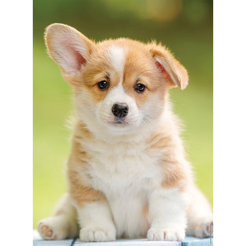 Adorable Corgi | 500 mcx