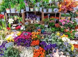 Marché aux fleurs, France | 500 mcx