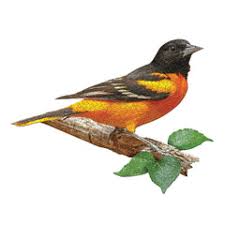 Je suis un oriole | 300 mcx
