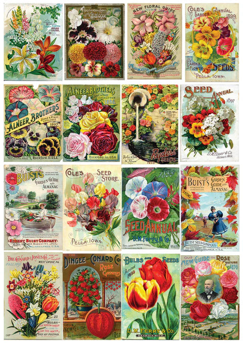Sachets de graines de fleurs vintage | 1000 mcx