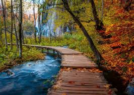Beau sentier : Sentier de bois en automne | 1000 mcx